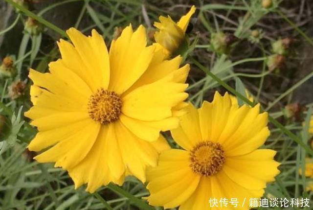 『韵味』3种花形态各异,颜色鲜艳形象生动,绚丽多彩抓人眼球,充满韵味