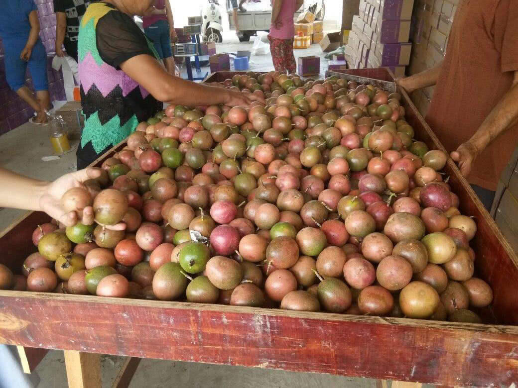 这水果只有籽没有肉,要放烂了才好吃,维生素高