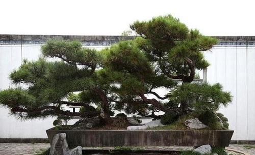  「回家」讲究人爱这“4种树”，苍劲有风骨，镇宅又养人，赶紧回家养1盆