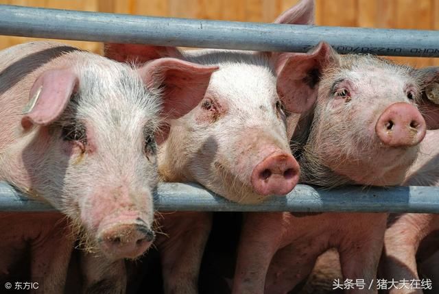 生猪、饲料原料:当下猪市不乐观,禁运区增至18省,猪价持续走低