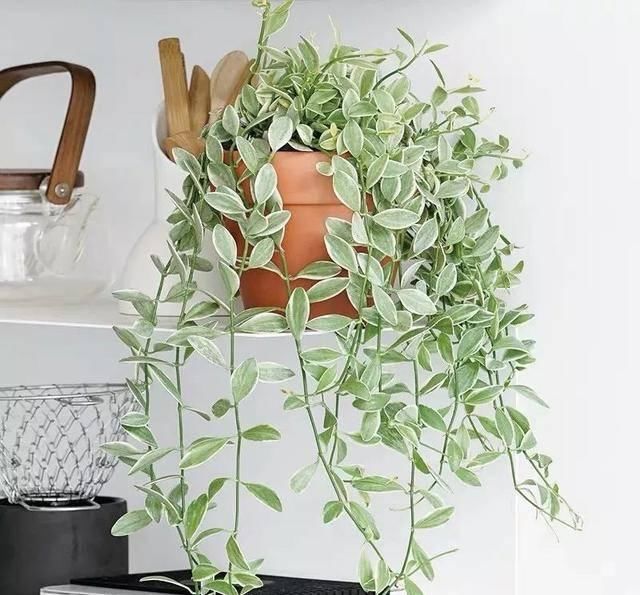  [植物]吊兰的植物美学：这几款美美的吊兰，你最爱哪一款？