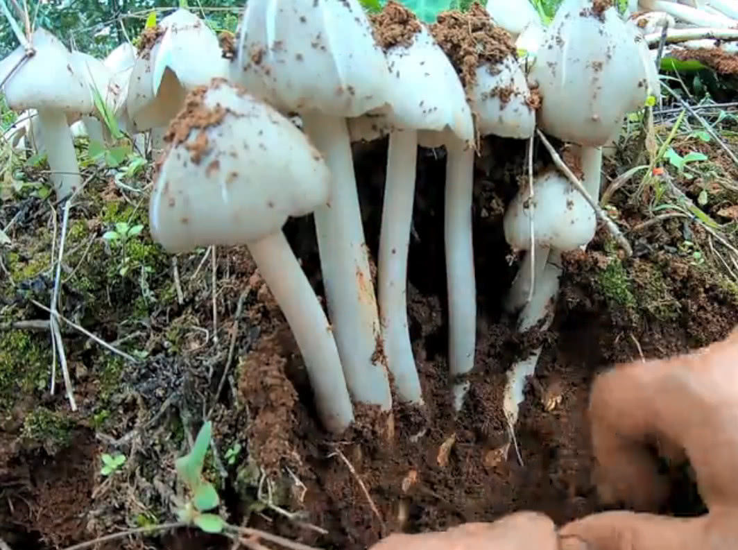  发现|云南小伙发现一个鸡枞菌窝，一口气挖了100朵，这收获可真