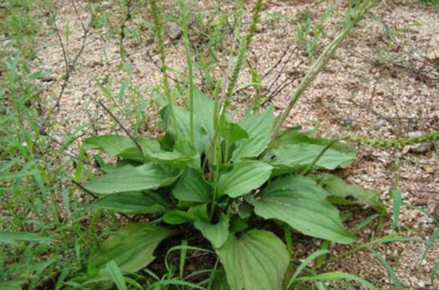  [内容]农村1“车前草”，农民认定是害草，见到就拔，却不知比大米珍贵