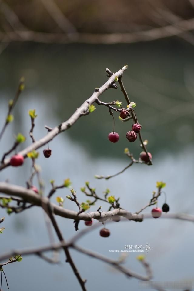  「春天」随笔：那些树果实还没掉都发芽了