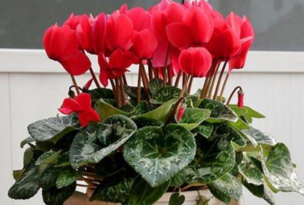 『款花』家养“5款花”,浇点水就爆盆,阳台上栽上几盆,花开美观又大气