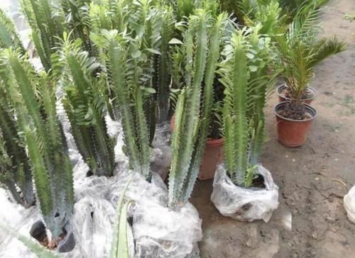  观赏价值：3种室内植物，看起来“太丑”，殊不知有作用，摆家里“吸甲醛”