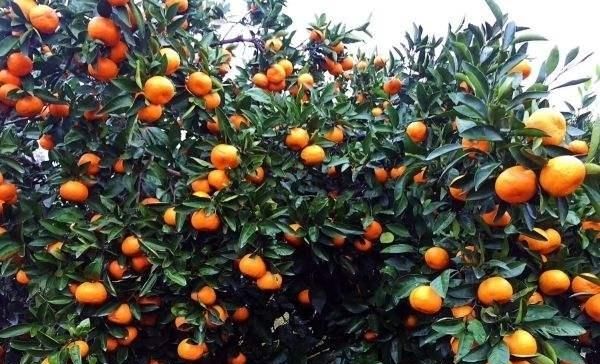  [老王]日本培育的新品种，去年收购价5元一斤，今年涨到8元，果