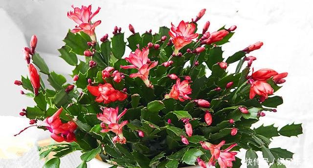  【方法】养君子兰、蟹爪兰十几年一直用它，叶片绿得发黑，年年花开似火