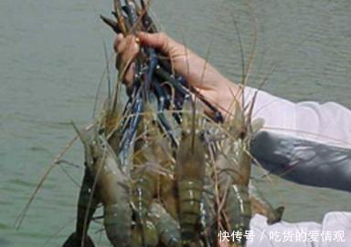 想不开的入侵物种，这一淡水虾王混入中国，下场估计比小龙虾都惨