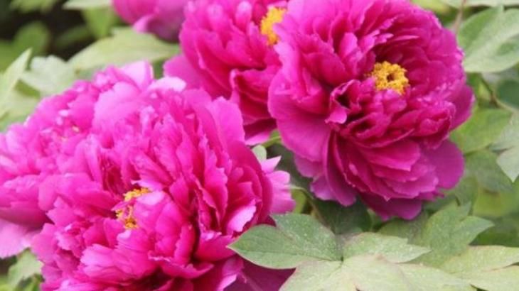 『家里』家里养3种“富贵花”,开花富贵又吉祥,养一盆,招财纳福年年顺