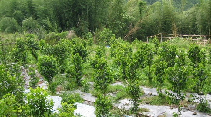 我国2级保护植物，价值非常的珍贵，可却很少有人见过其真容