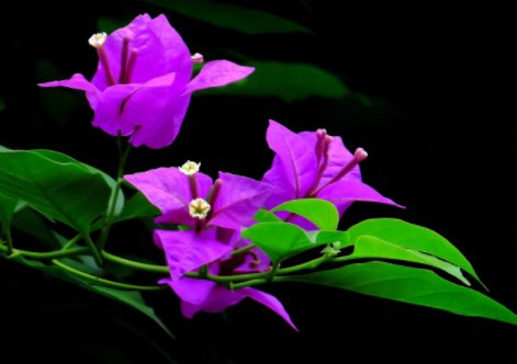  『一大』这5款娇艳的花，养在阳台不管 不问，花期一大轻松开爆盆，内敛美