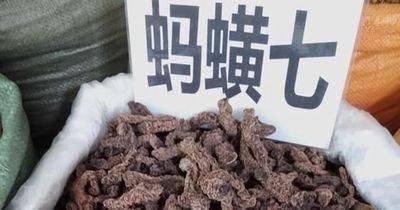  『山地』蚂蝗七，别名石蜈蚣、石螃蟹，生于山地林中石上或石崖上