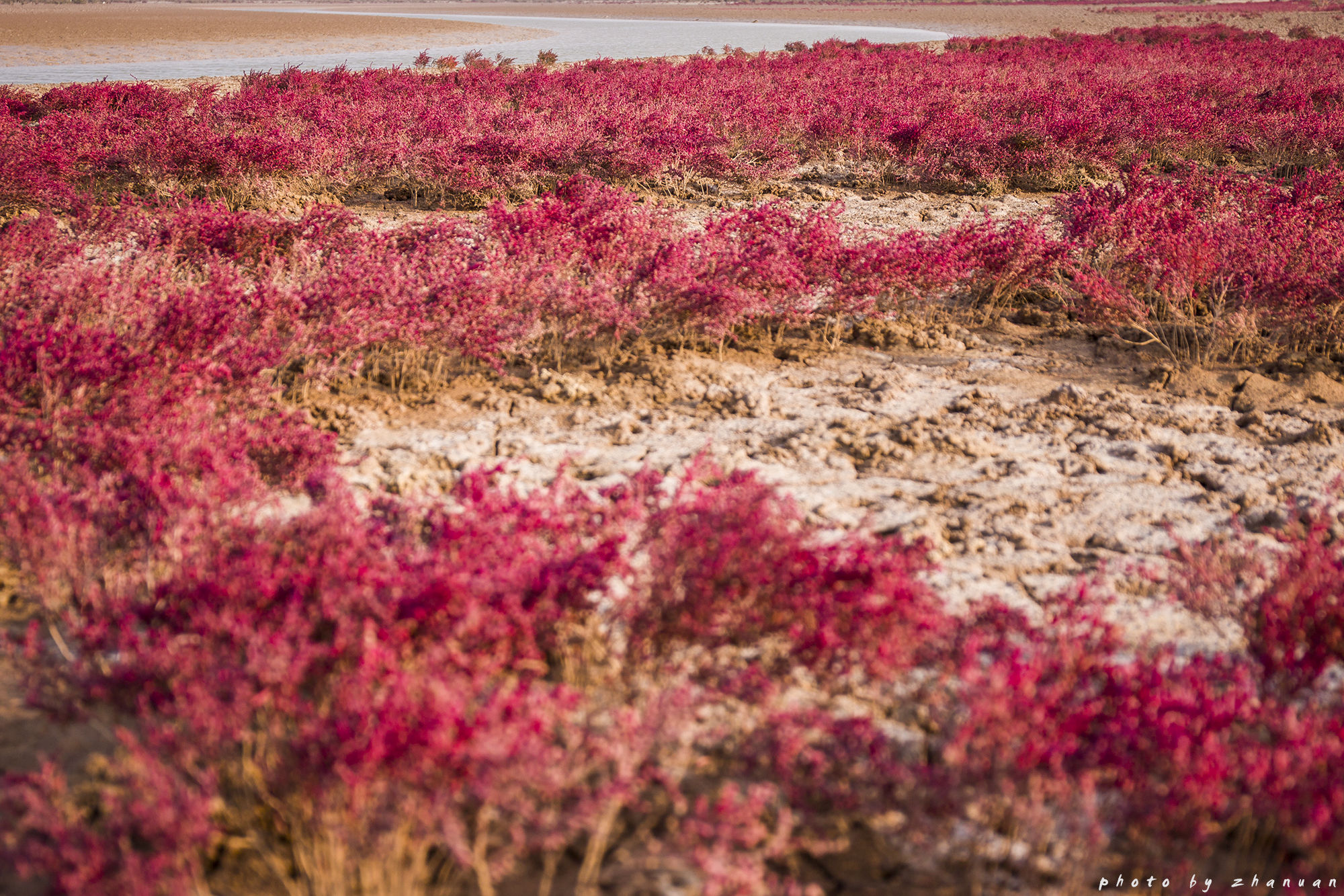 东营丨走过沧海桑田，终是在芦花飞雪的秋日遇见你