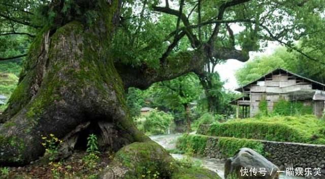 厉害!永嘉又有两村上榜中国传统村落!现在6个了