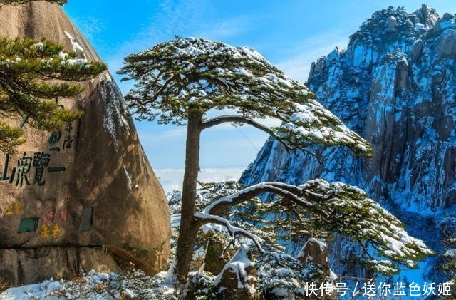 中国最宝贵的三棵古树,第一棵叫“摇钱树”,第三棵有警卫把守