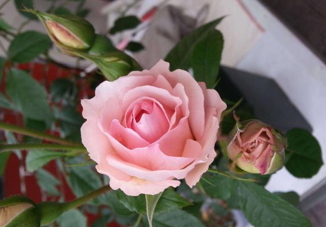  『漂亮』喜欢养护花卉，就选“5款花”，花大色艳数量多，开花爆盆真漂亮