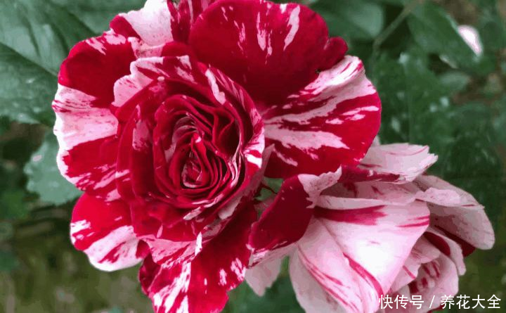 这3种花，家里要是有1棵，给多少钱都不卖！