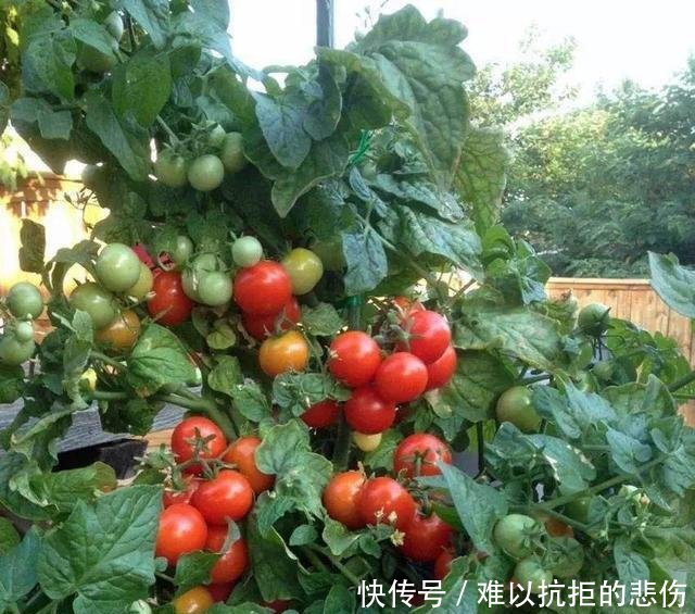  「一大」阳台种西红柿，3分钟就学会，一棵结5斤，一摘一大筐，少出门买菜