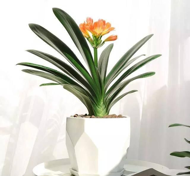  #阳光充足的环境#100种常见开花植物的养护要点与花期，快来看看有没有你喜欢的