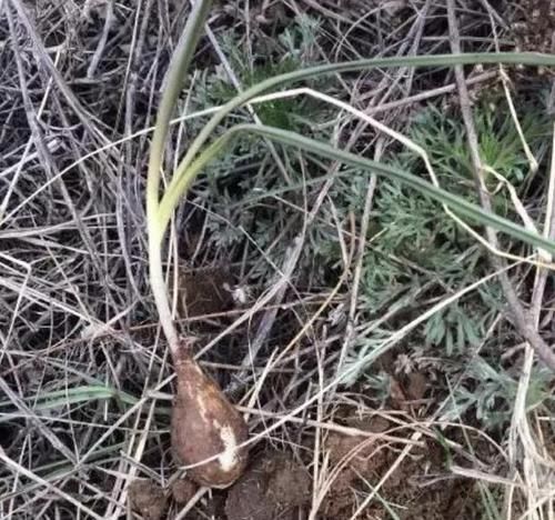  「绵枣」1种植物被称为“地枣”，看着像“大蒜”，遇到要珍惜，1斤10元！