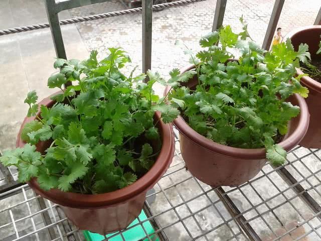 「植物」4种香香菜养在厨房，吸收油烟净化空气，随手摘一片还能调味