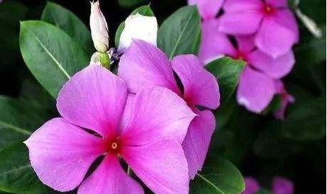  「郁郁葱葱」懒人这几款花，管理简单花量大，郁郁葱葱，盛开时繁花似锦