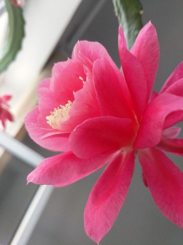  #充足#养令箭荷花，做好“这5点”，花大色艳，一次开花20朵