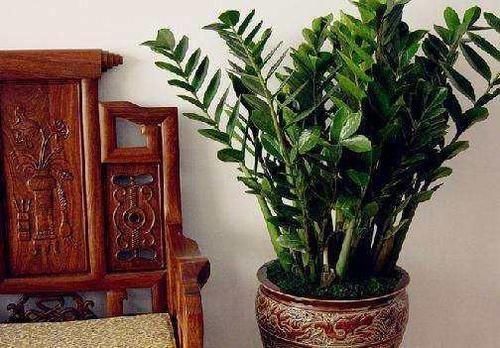  「适合」那些不用经常打理的懒人植物，让你在客厅也可以看到长青的植物