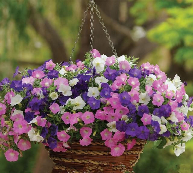  『挂在阳台』家里有4种花，吊起来养“最漂亮”，长得旺盛，就像花窗帘