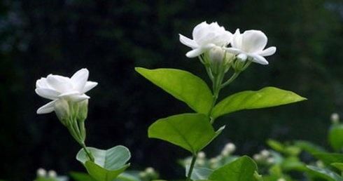  『夏季』适合在炎热的夏季养殖的花朵，都被人们传遍了，还不赶紧看看？