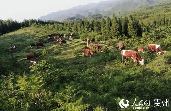  [后顾之忧]毕节金海湖新区：搞养殖扶一把 让百姓富起来