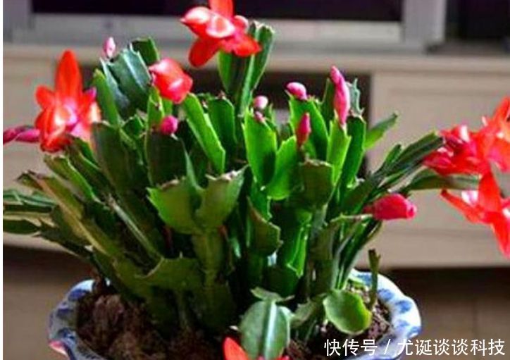 爆满@蟹爪兰有个“小开关”，打开后，开花大又多，轻松爆满盆！