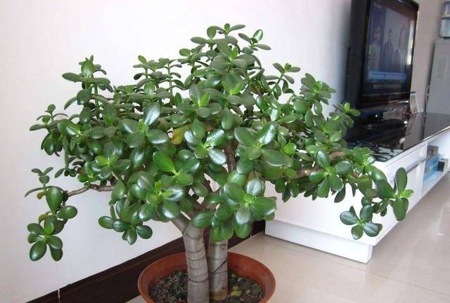  植物@家里养这些花的，最好别对它们“献殷勤”，不然分分钟“死给你看”