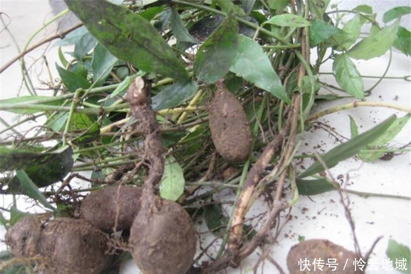  「三叶青」20年前一斤上千元热卖，如今一斤50元，很多农民还懒