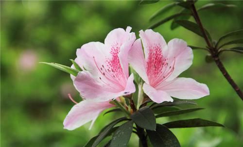 「技巧」杜鹃花的养护技巧,了解这些,你家的杜鹃就会花开旺盛