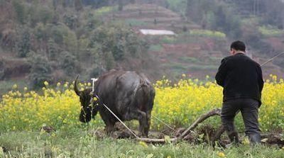  「出门劳动」在现在的情况下，在人迹罕至的农村，农民们能不能