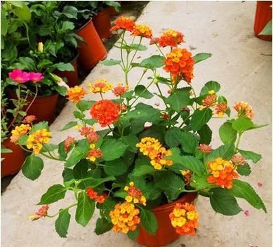  「家里」家里养了这5种花，赶紧扔掉，汁液有毒，别养错了还知道！