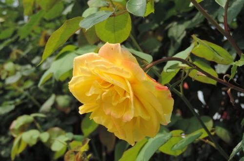  养盆藤：喜欢菊花，不如养盆藤和平，可四季开花，生长旺盛，花型艳丽！