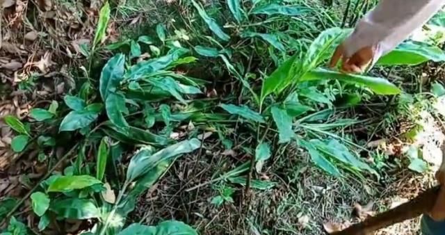  「野味」长在泥土里的野味，农民挖了好久才看到，一长一短你们