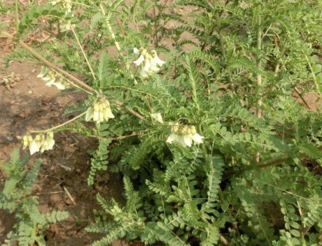  「高度」山坡下的1种“黄芪”，高度有50厘米，犹如“杂草”，殊不知珍贵