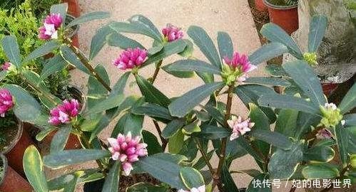  『扦插』3种花叶都“香”的树，家里养一棵，不但香喷喷，还能驱蚊虫！
