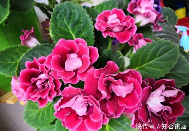 「怕乱」5种花就怕乱浇水,浇得越多,死的越快