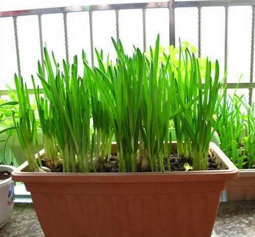  『蔬菜』阳台种菜不出芽，想吃菜都没有，这几步很关键