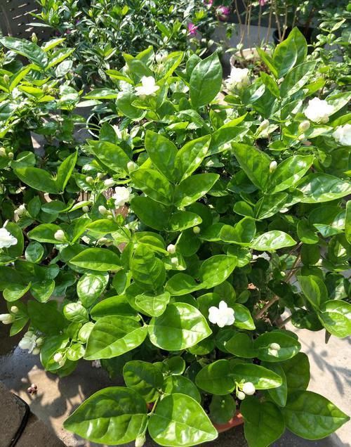  三角梅■选花，别错过这几种“开花机器”，养殖省心