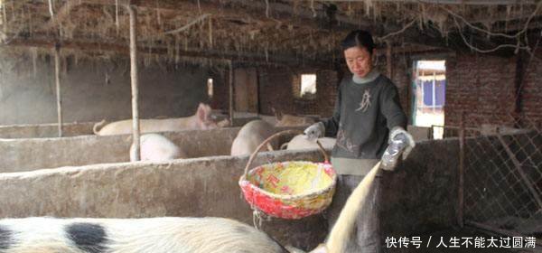 猪价什么时候能迎来大涨也许还需要2年时间！