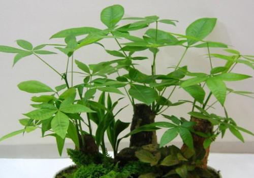 5种你难以拒绝的花草，好养还能净化室内空气，懒人都适合养