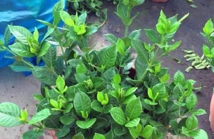  「持土壤的酸性」10天给栀子花滴“3滴它”，新芽多，叶子绿，还多开花