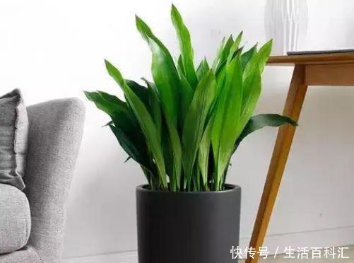 『卧室』卧室里养上这4种花卉,枝叶翠绿格调高,提升睡眠质量更健康!