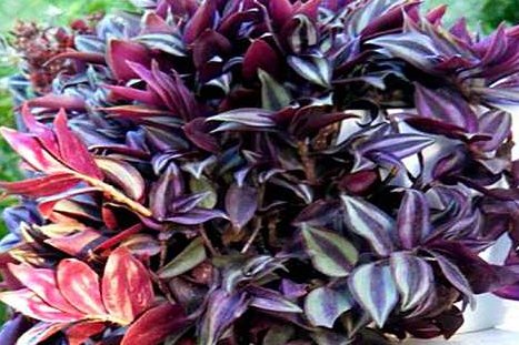  『花草』这些花草最好养，耐寒耐热易开花，打理简单开花漂亮